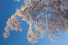 Новый Год 2014-2015 в Коли, Финляндия 20150105_24.jpg